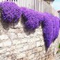 100 pcs Perfume Rainbow Climbing Plants Coulourful Rock Cress Flower Seeds