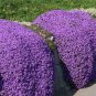 100 pcs Perfume Rainbow Climbing Plants Coulourful Rock Cress Flower Seeds