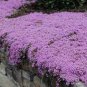 100 pcs Perfume Rainbow Climbing Plants Coulourful Rock Cress Flower Seeds
