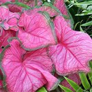 100 pcs Colorful Thailand Caladium Flower Bonsai