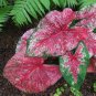 100 pcs Colorful Thailand Caladium Flower Bonsai