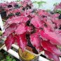 100 pcs Colorful Thailand Caladium Flower Bonsai