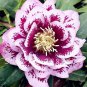 100 pcs Unique Mixed Colors Japanese Bonsai Potted