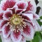 100 pcs Unique Mixed Colors Japanese Bonsai Potted