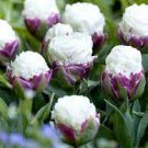 200 pcs Rare Exotic Tulip Bonsai Aroma Tulip Ice Cream Plants