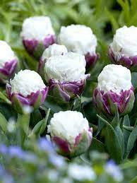 200 pcs Rare Exotic Tulip Bonsai Aroma Tulip Ice Cream Plants
