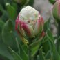 200 pcs Rare Exotic Tulip Bonsai Aroma Tulip Ice Cream Plants