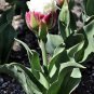 200 pcs Rare Exotic Tulip Bonsai Aroma Tulip Ice Cream Plants