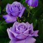 100 pcs Osiria Rose Gorgeous Flower