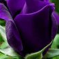 100 pcs Osiria Rose Gorgeous Flower