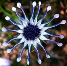 100 Pcs African Blue Eyed Daisy Flower Bonsai Osteospermum Flower Bonsai