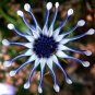 100 Pcs African Blue Eyed Daisy Flower Bonsai Osteospermum Flower Bonsai