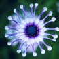 100 Pcs African Blue Eyed Daisy Flower Bonsai Osteospermum Flower Bonsai