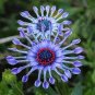 100 Pcs African Blue Eyed Daisy Flower Bonsai Osteospermum Flower Bonsai