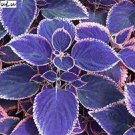 100 pcs Japanese Bonsai Blue Coleus Plant Foliage Plants Perfect Color Dragon Beautiful Flower