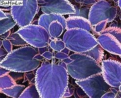 100 pcs Japanese Bonsai Blue Coleus Plant Foliage Plants Perfect Color Dragon Beautiful Flower