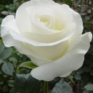 200 pcs White Carnation Bonsai Potted Courtyard Garden Roof Plants 200 pcs White Carnation Bonsai Potted Courtyard Garden Roof Plants