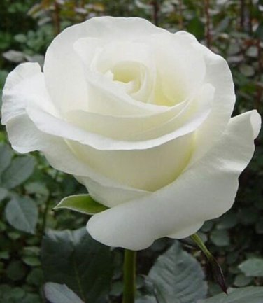 200 pcs White Carnation Bonsai Potted Courtyard Garden Roof Plants