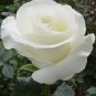 200 pcs White Carnation Bonsai Potted Courtyard Garden Roof Plants