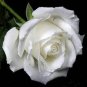 200 pcs White Carnation Bonsai Potted Courtyard Garden Roof Plants