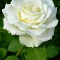 200 pcs White Carnation Bonsai Potted Courtyard Garden Roof Plants