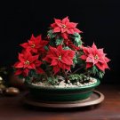 100 pcs Poinsettia DIY Potted Colorful Bonsai Flower Bonsai