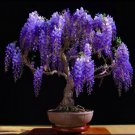 10 Pcs Wisteria Flower Rare Bonsai Wisteria Tree Bonsai Indoor Plants Flower Bonsai 10 Pcs Wisteria Flower Rare Bonsai Wisteria Tree Bonsai Indoor Plants Flower Bonsai