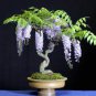 10 Pcs Wisteria Flower Rare Bonsai Wisteria Tree Bonsai Indoor Plants Flower Bonsai