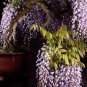 10 Pcs Wisteria Flower Rare Bonsai Wisteria Tree Bonsai Indoor Plants Flower Bonsai