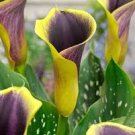 100 Pcs Calla Lily Bonsai Room Flowers Zantedeschia Aethiopica Bonsai Houseplants
