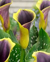 100 Pcs Calla Lily Bonsai Room Flowers Zantedeschia Aethiopica Bonsai Houseplants