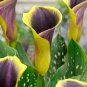 100 Pcs Calla Lily Bonsai Room Flowers Zantedeschia Aethiopica Bonsai Houseplants