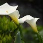 100 Pcs Calla Lily Bonsai Room Flowers Zantedeschia Aethiopica Bonsai Houseplants