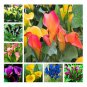 100 Pcs Calla Lily Bonsai Room Flowers Zantedeschia Aethiopica Bonsai Houseplants