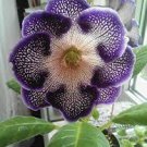 200 Pcs Imported Gloxinia Plant