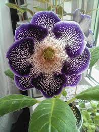 200 Pcs Imported Gloxinia Plant