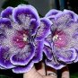 200 Pcs Imported Gloxinia Plant