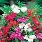 100 Pcs Balsam Flower Bonsai Impatiens Balsamina Bonsai Flower