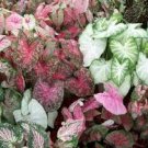 150 Pcs Multiple Colour Thailand Caladium Bonsai