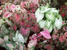 150 Pcs Multiple Colour Thailand Caladium Bonsai