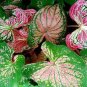 150 Pcs Multiple Colour Thailand Caladium Bonsai