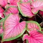 150 Pcs Multiple Colour Thailand Caladium Bonsai