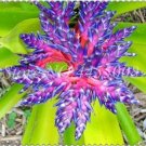 50 Pcs Rare Purple Bromeliad Tillandsia Bulbosa Air Plant Very Easy Growing Lazy Plants Bonsai 50 Pcs Rare Purple Bromeliad Tillandsia Bulbosa Air Plant Very Easy Growing Lazy Plants Bonsai