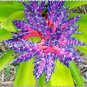 50 Pcs Rare Purple Bromeliad Tillandsia Bulbosa Air Plant Very Easy Growing Lazy Plants Bonsai