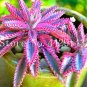 50 Pcs Rare Purple Bromeliad Tillandsia Bulbosa Air Plant Very Easy Growing Lazy Plants Bonsai