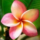 100 Pcs Plumeria Bonsai, Frangipani, Hawaiian Lei Flower