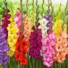100 Pcs Striped Gladiolus Bonsai, Sword Lily Garden Flowers Orchid Gladiolus Bonsai Plant