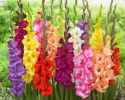 100 Pcs Striped Gladiolus Bonsai, Sword Lily Garden Flowers Orchid Gladiolus Bonsai Plant