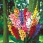 100 Pcs Striped Gladiolus Bonsai, Sword Lily Garden Flowers Orchid Gladiolus Bonsai Plant