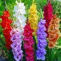 100 Pcs Striped Gladiolus Bonsai, Sword Lily Garden Flowers Orchid Gladiolus Bonsai Plant